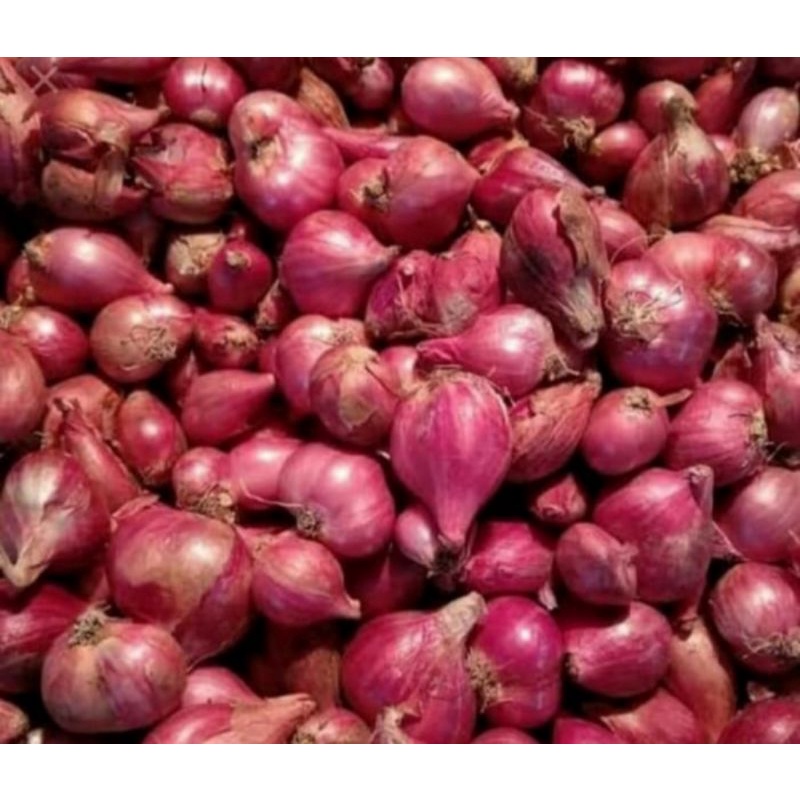 

bawang merah berkualitas