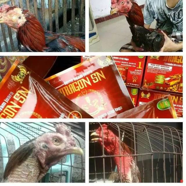 DRAGON SN ayam