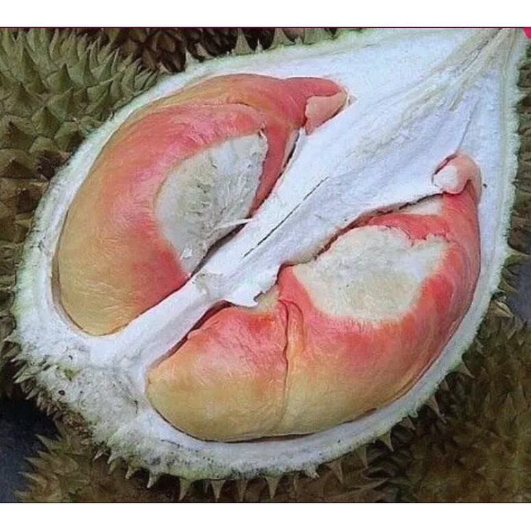 Tanaman Durian Pelangi Drum