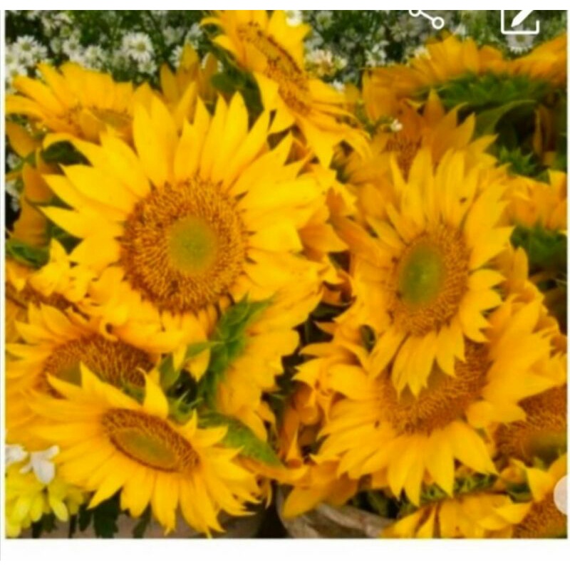 bunga potong matahari /1 tangkai