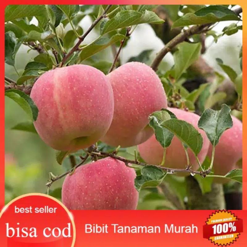 bibit apel fuji
