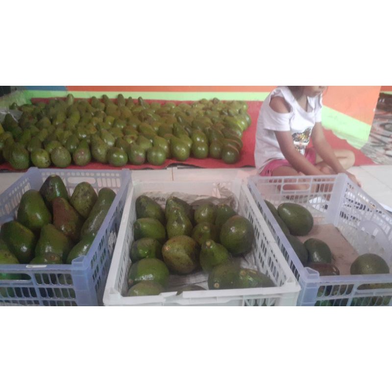 

3kg buah alpukat mentega super asli boyolali jawa tengah