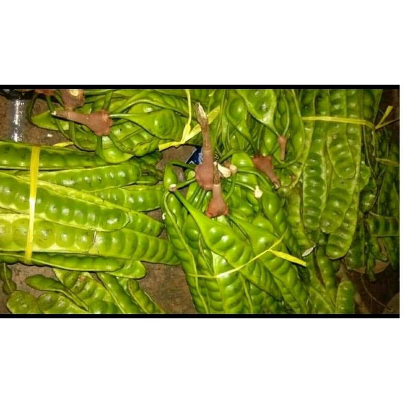 

pete tua super kualitas bolh d adu (10papan 50rb)