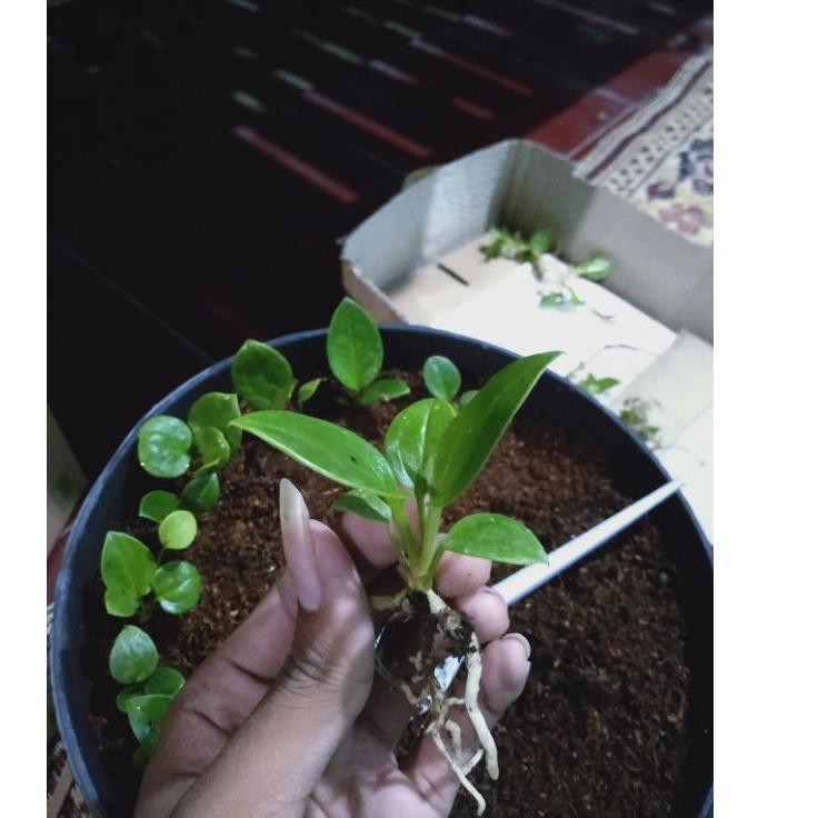 Sale bibit tanaman hias anturium jemani cobra dan eka