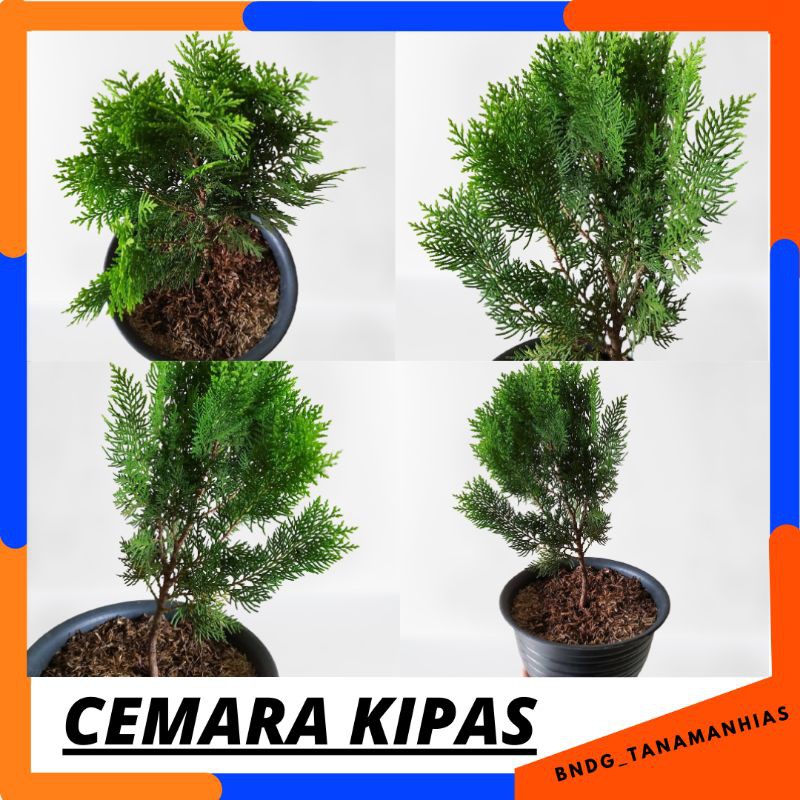 PROMO TANAMAN HIAS CEMARA KIPAS | TERMURAH! | COD