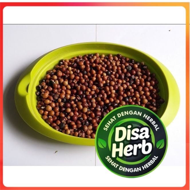 

BIJI KECIPIR 500 GRAM - BENIH KECIPIR - Psophocarpus Tetragonolobus - MURNI - JSR - REMPAH