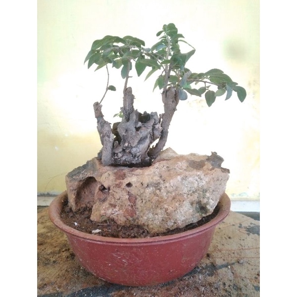 Bonsai mustam on the rock
