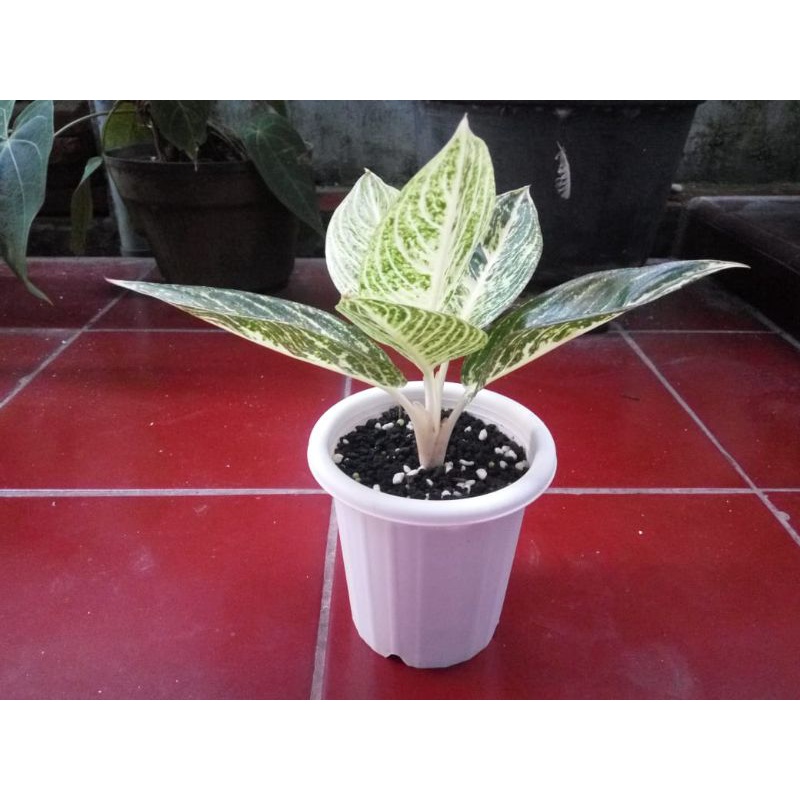 Aglonema legacy putih