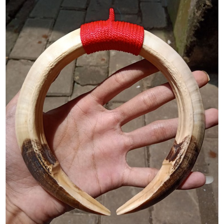 TARING BABI JUMBO SEPASANG 15CM