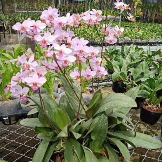 ANGGREK BULAN DORITIS SUPER RIMBUN (325k)