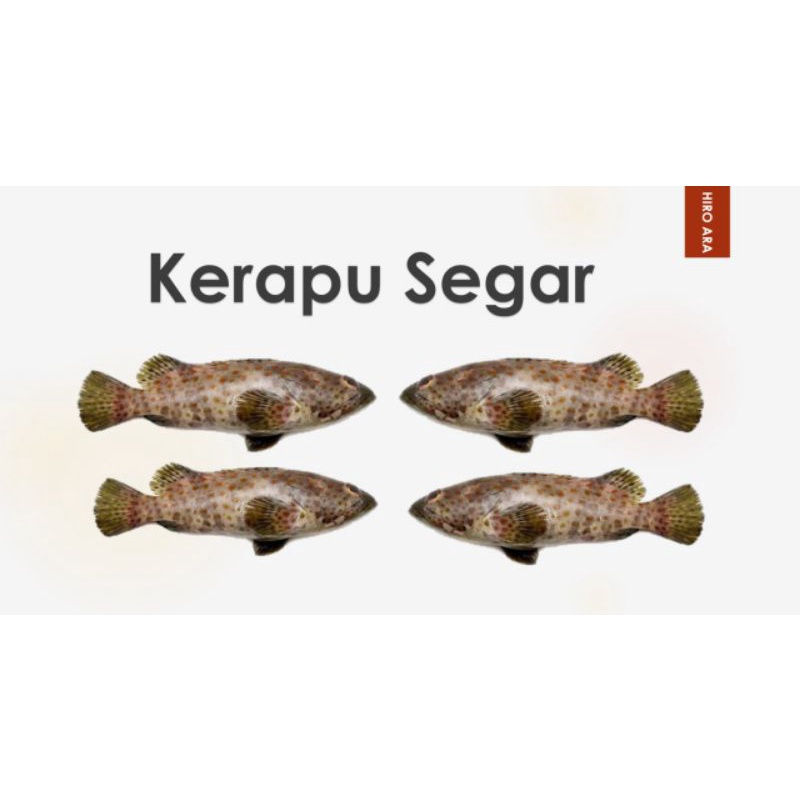 

kerapu segar isi 3 - 4 ekor 480 - 500 grm