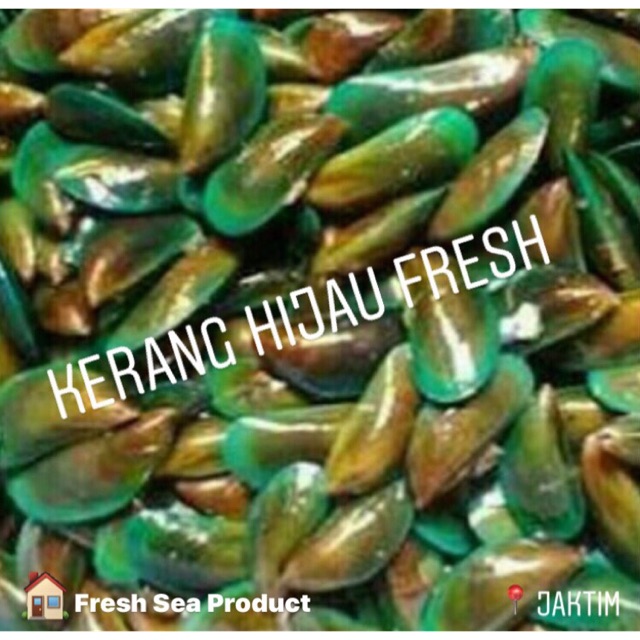 

Kerang Hijau Segar