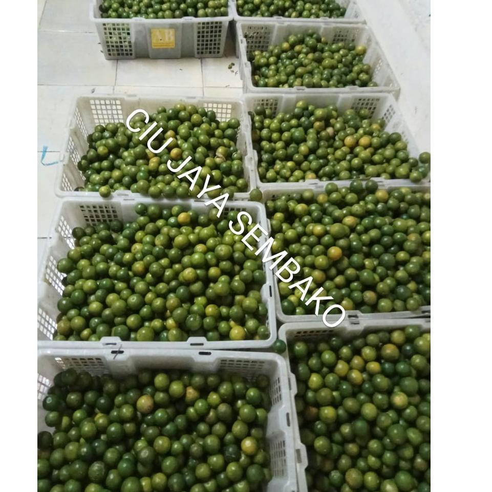 

Baru 0GLRR JERUK SONKIT / JERUK KUNCI / LEMON CUI / SONKIT PONTIANAK / KASTURI / SONGKIT 093 Serba M