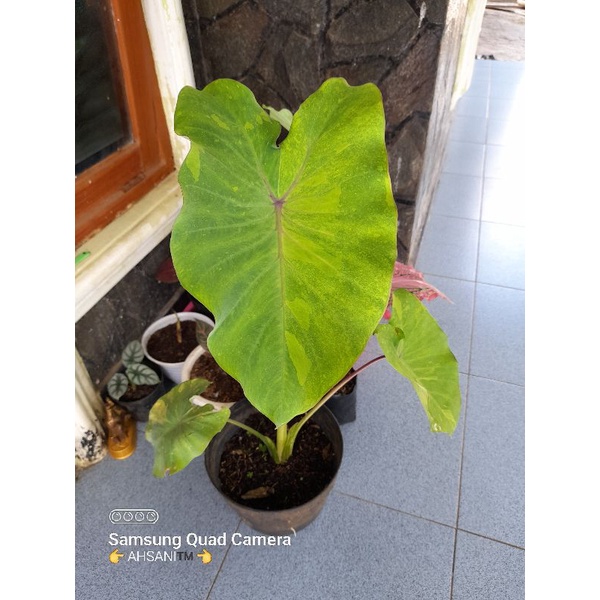 Colocasia Midori sour