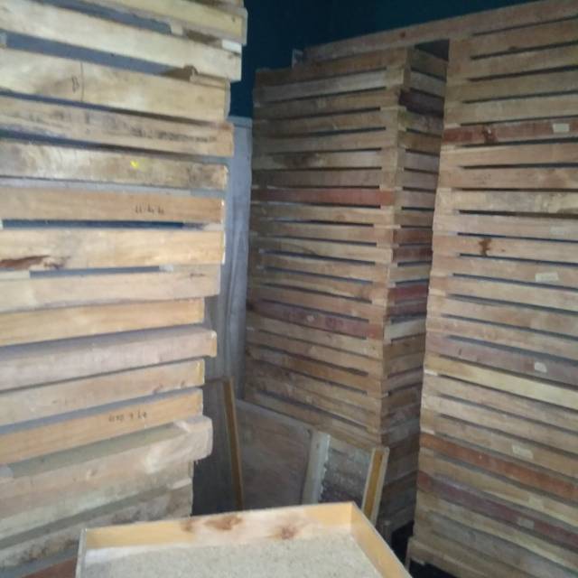 Kepik bibit ulat hongkong