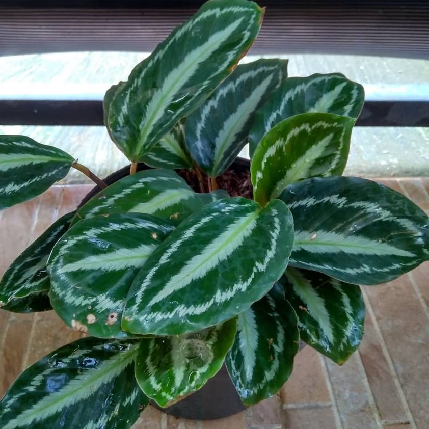 calathea silverback bibit tanaman hias daun