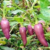 Benih Bibit Biji - Cabai Purple NN Cabe Rainbow Chilli Pepper Seeds