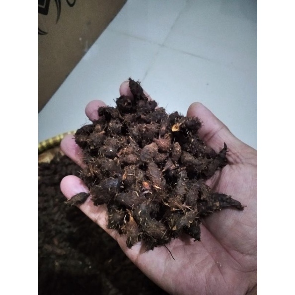 

Umbi Teki 100gram