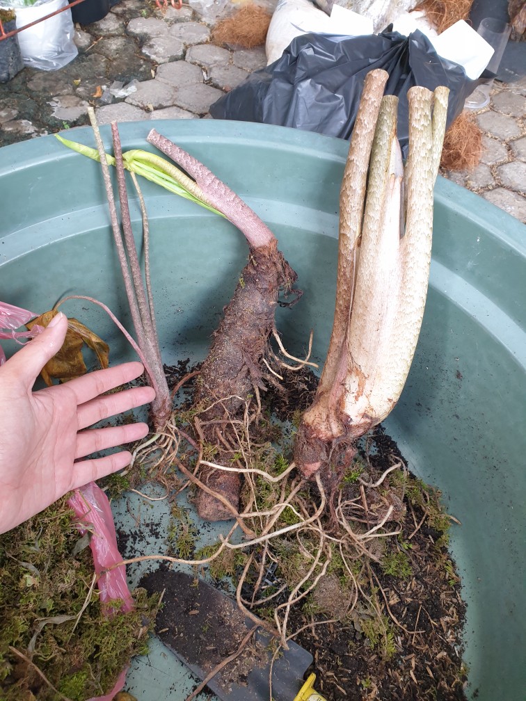 Bonggol Alocasia Zebrina Khas Lampung/longiloba (bonggol Agak Besar)