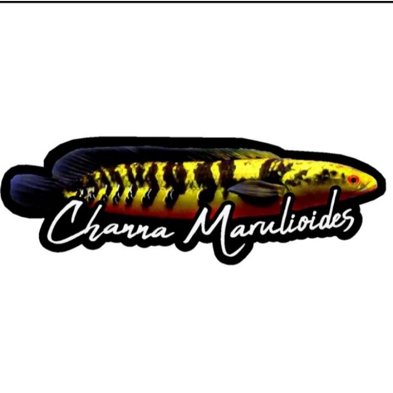 STICKER CHANNA MARULIOIDES