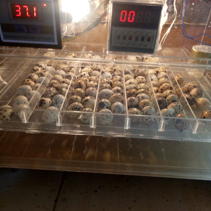 Mesin Tetas Telur / Inkubator Telur