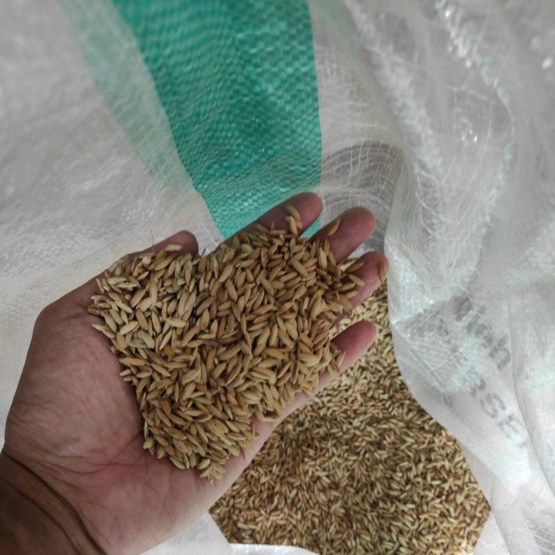 Gabah beras merah pakan ayam 1kg