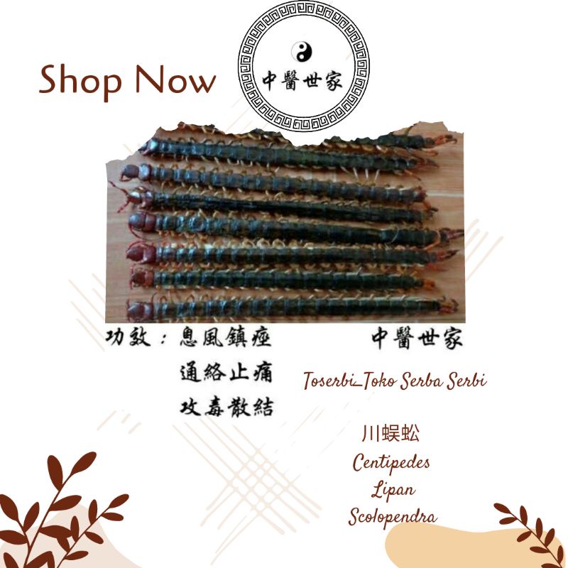 

1ekor 川蜈蚣 Chuan Wu Gong Centipede Lipan Kering Scolopendra Kelabang Kering
