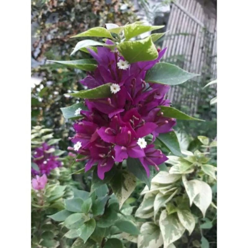 Tanaman Hias Bunga Bougenville Singapore Ungu Varigata Murah Cantik