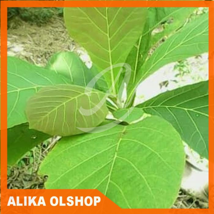 

Ready Daun jati segar 1kg