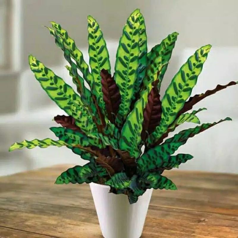 Calathea Lancifolia Bulu Ekor Ayam