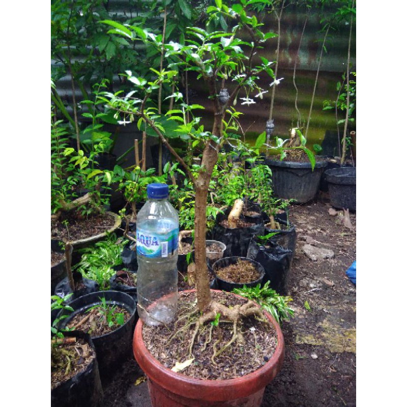 Bahan bonsai anting putri karakter/dongkelan