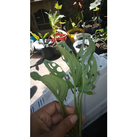 tanaman hias janda bolong 2 -3 daun