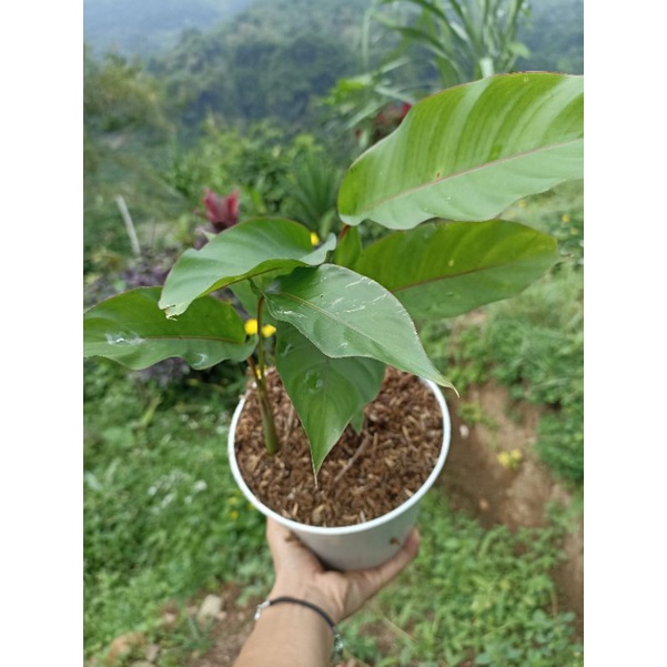 tanaman hias calathea pisang Bali bunga merah/pisang pisangan