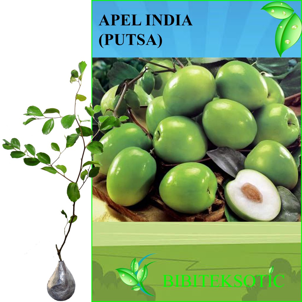  Tanaman  Apel India Putsa Tinggi 40 60 cm Shopee 