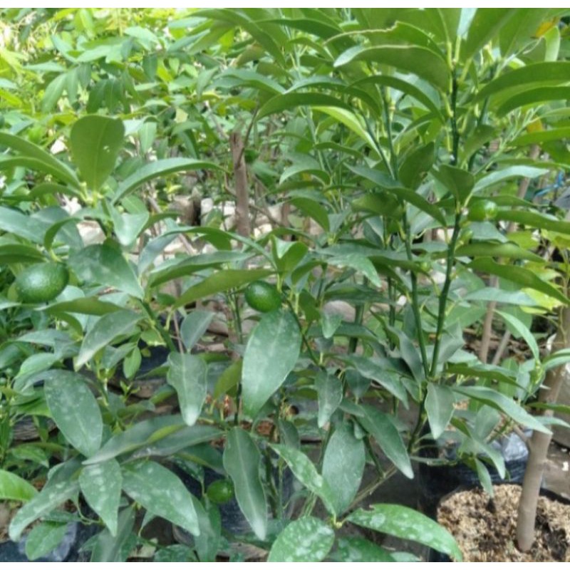 Pohon Jeruk Nagami Bibit Tanaman Pohon Buah Jeruk Nagami