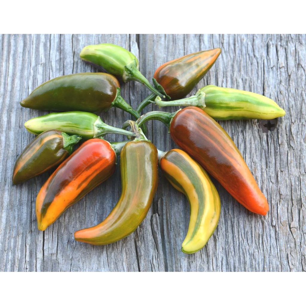 Benih Bibit Biji - Cabai Fish Pepper Cabe Belang Daun Variegata Seeds - IMPORT