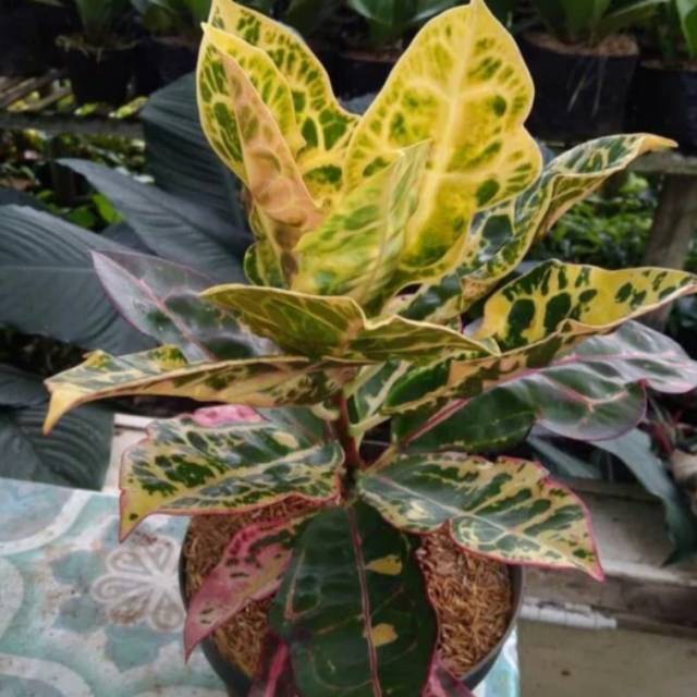 Tanaman hias puring kura kura - pohon puring kura kura - Tanaman hias hidup