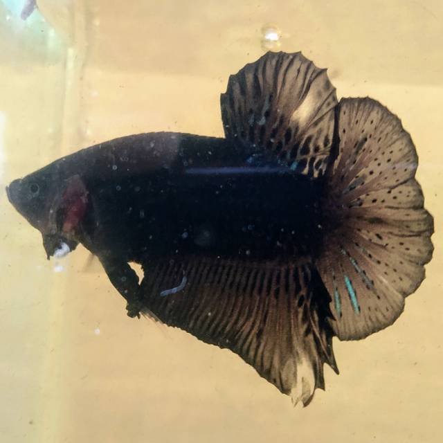 CUPANG AVATAR BLACK/RINTIK/KALIMAYA