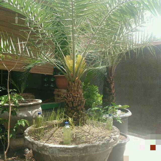 Pohon kurma ajwa betina