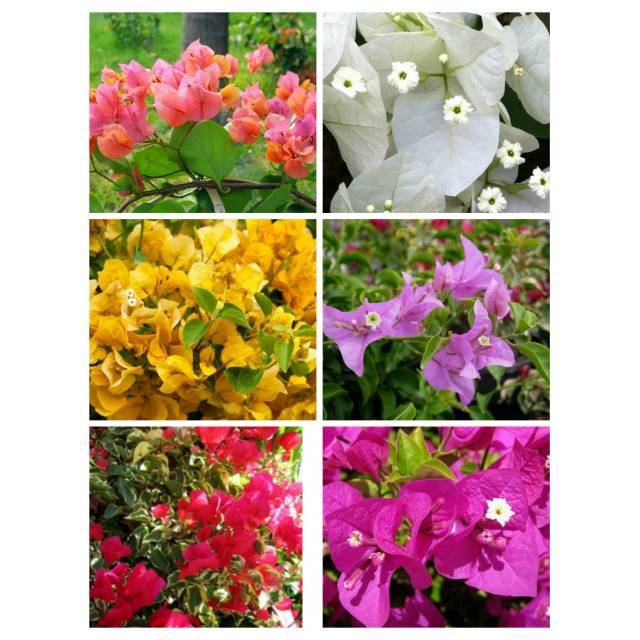 Paket tanaman bunga Bougenville 6 pohon (bougainvillea spectabilis)