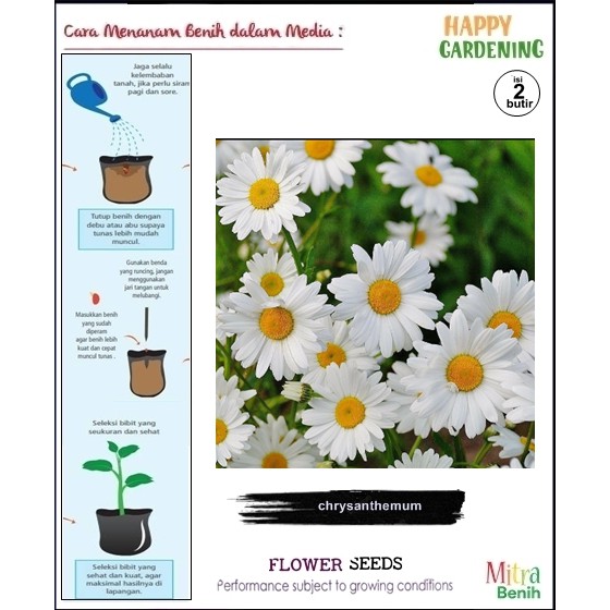 bibit biji benih tanaman hias bunga krisan chrysan themum chrysan themum moon daisy isi 2butir