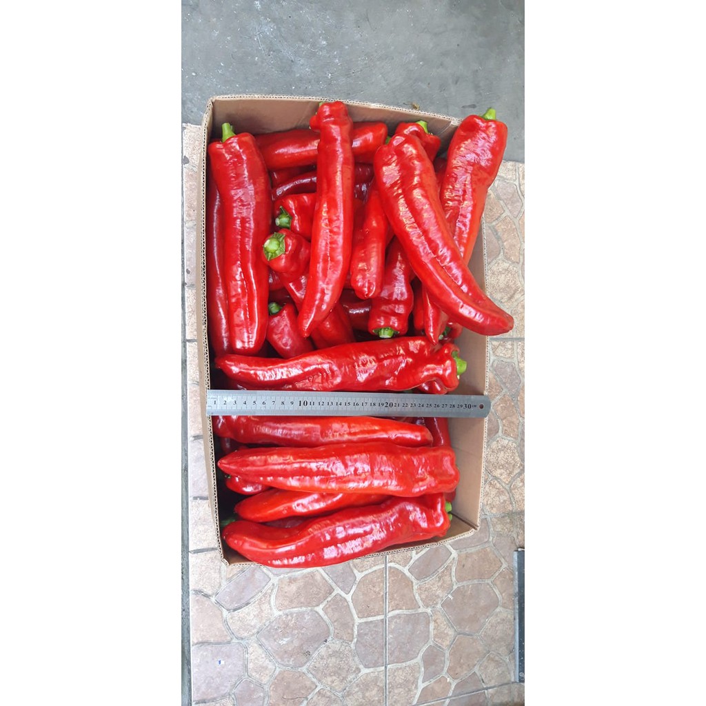 Benih Bibit Biji - Cabai Red Sweet Italian Pepper Paprika Merah Manis Jumbo Pepper Seeds