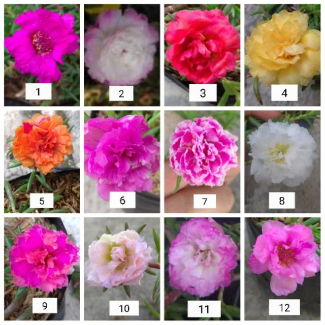  BUNGA  KROKOT  KROKOT  TUMPUK BUNGA  MURAH  Shopee Indonesia