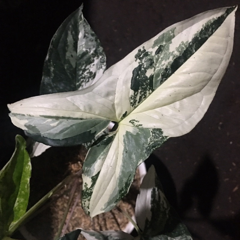 syngonium frech marble