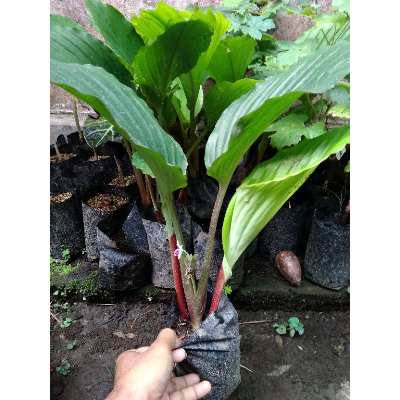 Bibit Kunyit Hitam