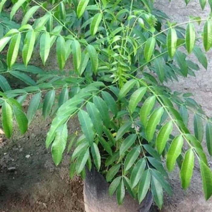 PROMO tanaman pohon kedongdong / bibit pohon kedongdong