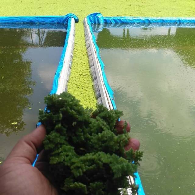 

Azolla