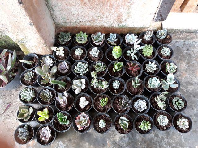 Paket Sekulen 50 Pcs