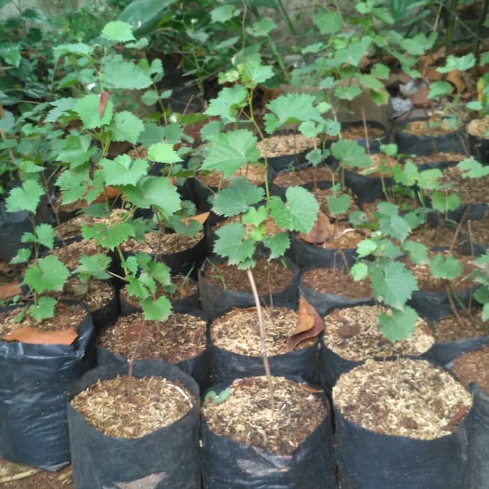 Tanaman Anggur | Tanaman Anggur rambat | Bibit Tanaman Anggur