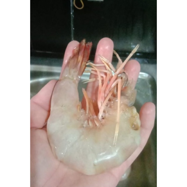 

Udang Jerbung Laut Besar